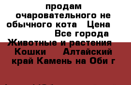 продам очаровательного не обычного кота › Цена ­ 7 000 000 - Все города Животные и растения » Кошки   . Алтайский край,Камень-на-Оби г.